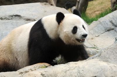 Google Panda Update