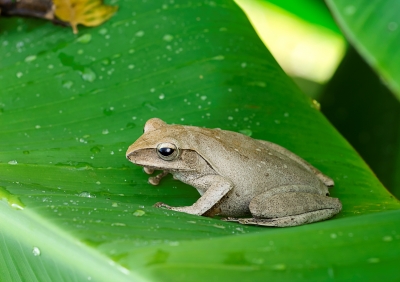 Screaming Frog